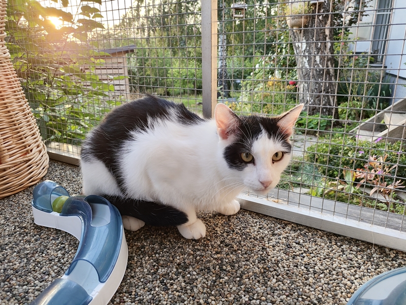 Kočička Pochválka